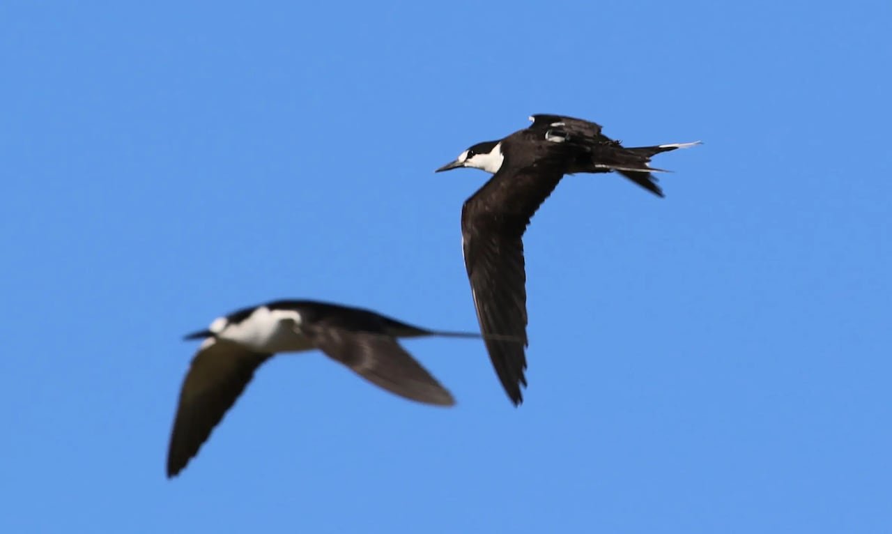 Two birds flying, one has a tiny antenna peering out from its feathers